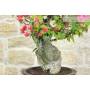 6 - Bonsai di Bougainvillea Californiana (15)