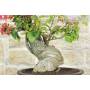7 - Bonsai di Bougainvillea Californiana (15)