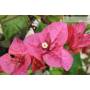 9 - Bonsai di Bougainvillea Californiana (15)