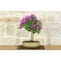 1 - Bonsai di Bougainvillea Sanderiana (137)
