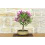 2 - Bonsai di Bougainvillea Sanderiana (137)
