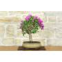 3 - Bonsai di Bougainvillea Sanderiana (137)