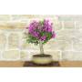4 - Bonsai di Bougainvillea Sanderiana (137)