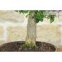 5 - Bonsai di Bougainvillea Sanderiana (137)