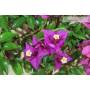 6 - Bonsai di Bougainvillea Sanderiana (137)