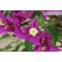 7 - Bonsai di Bougainvillea Sanderiana (137)