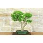 1 - Bonsai di Ligustro Ovalifolium (4)