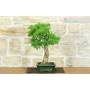 2 - Bonsai di Ligustro Ovalifolium (4)