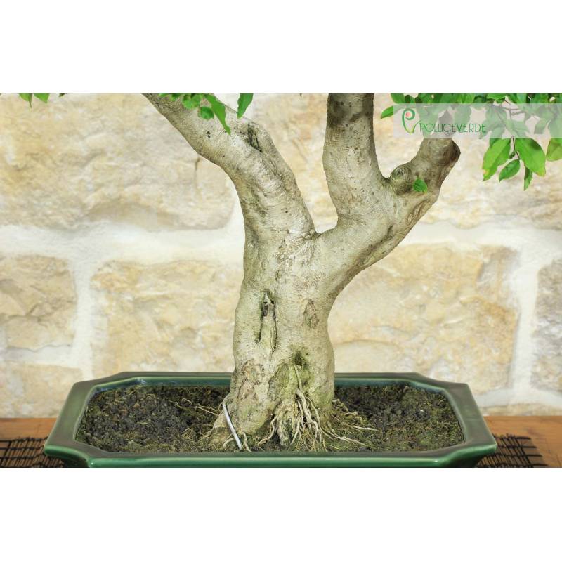 Liguster-Bonsai Ovalifolium (4) | 400,00  | Pollice Verde