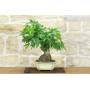 2 - Bonsai di Liquidambar (2)