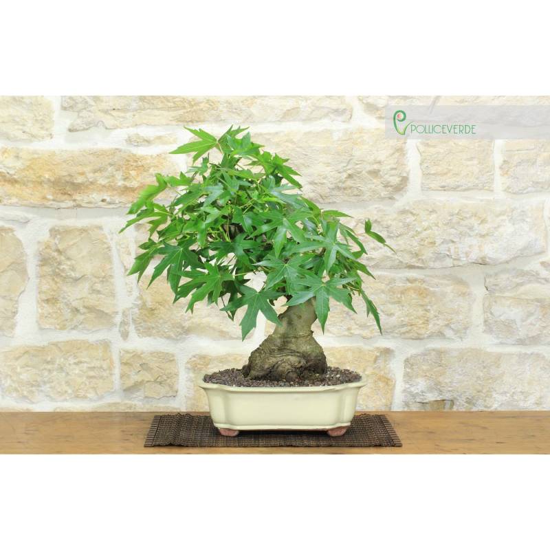 Liquidambar-Bonsai (2) | 300,00  | Pollice Verde