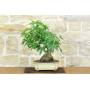3 - Bonsai di Liquidambar (2)