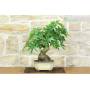 4 - Bonsai di Liquidambar (2)
