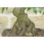 5 - Bonsai di Liquidambar (2)