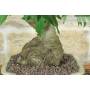6 - Bonsai di Liquidambar (2)