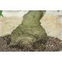 7 - Bonsai di Liquidambar (2)