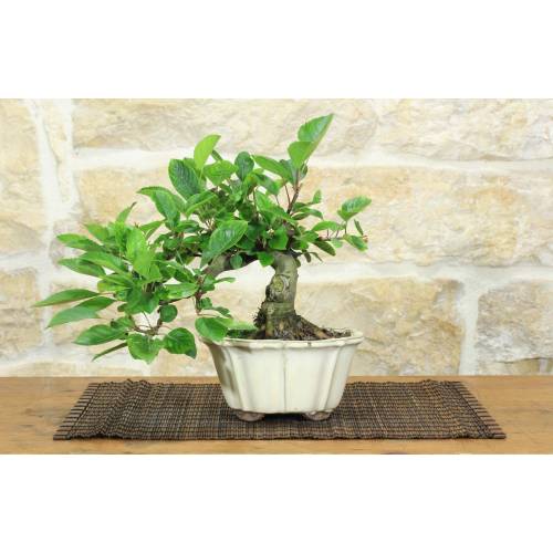 1 - Bonsai di Melo da fiore (149)