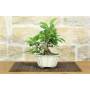 2 - Bonsai di Melo da fiore (149)