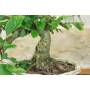 5 - Bonsai di Melo da fiore (149)