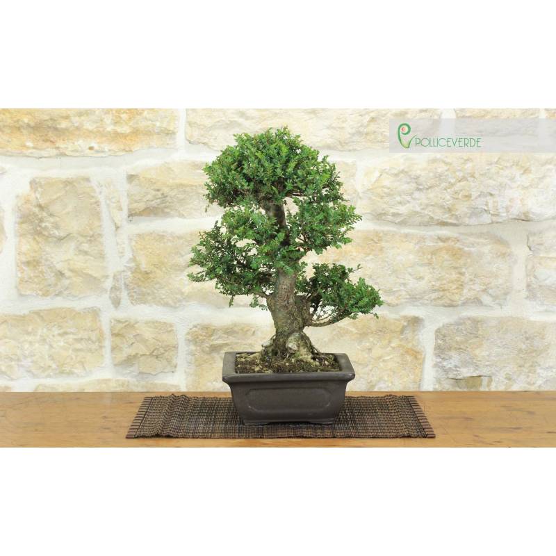 bonsai han kengai Leafy Semi-Cascade Han-Kengai Bonsai  Forests and Flowers