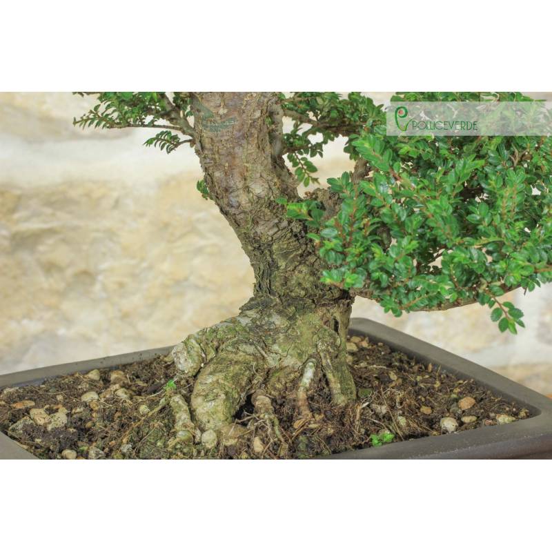 glücksfeder hornbach Glücksfeder kaufen | Zamioculcas main image 0