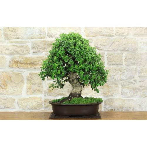 1 - Bonsai di Quercia da Sughero (52)