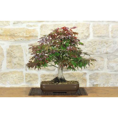 1 - Bonsai di Acero Palmato Atropurpureum (9)