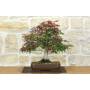 1 - Bonsai di Acero Palmato Atropurpureum (9)