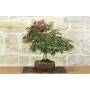 2 - Bonsai di Acero Palmato Atropurpureum (9)