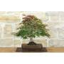 3 - Bonsai di Acero Palmato Atropurpureum (9)
