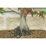 5 - Bonsai di Acero Palmato Atropurpureum (9)