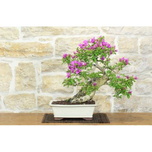 1 - Bonsai di Bougainvillea Sanderiana (138)