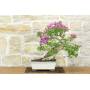 1 - Bonsai di Bougainvillea Sanderiana (138)