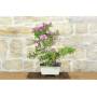 2 - Bonsai di Bougainvillea Sanderiana (138)