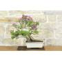 3 - Bonsai di Bougainvillea Sanderiana (138)