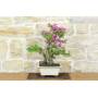 4 - Bonsai di Bougainvillea Sanderiana (138)