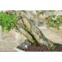 5 - Bonsai di Bougainvillea Sanderiana (138)
