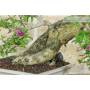 7 - Bonsai di Bougainvillea Sanderiana (138)