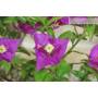 8 - Bonsai di Bougainvillea Sanderiana (138)