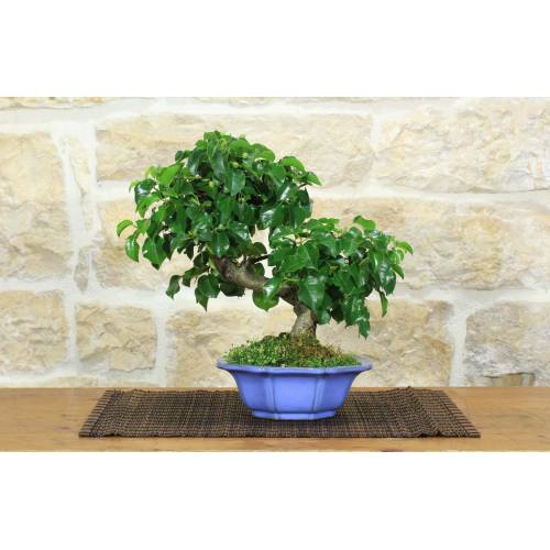 1 - Bonsai di Ciliegio Mahaleb (12)