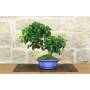 1 - Bonsai di Ciliegio Mahaleb (12)
