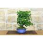 2 - Bonsai di Ciliegio Mahaleb (12)