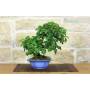 3 - Bonsai di Ciliegio Mahaleb (12)