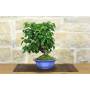 4 - Bonsai di Ciliegio Mahaleb (12)