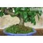 5 - Bonsai di Ciliegio Mahaleb (12)