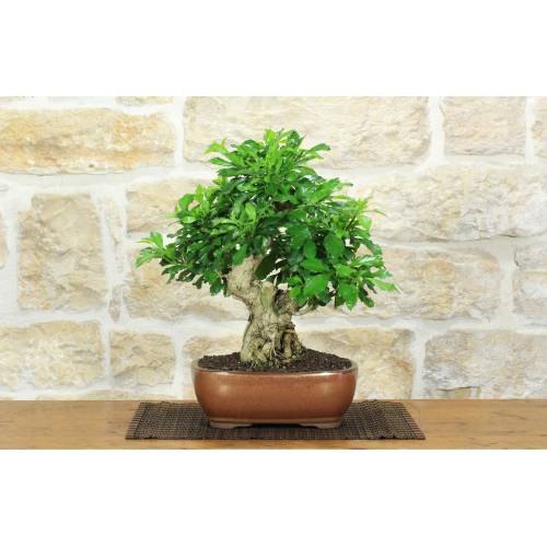 1 - Bonsai di Durantha (13)