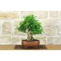 1 - Bonsai di Durantha (13)