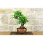 2 - Bonsai di Durantha (13)