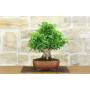 3 - Bonsai di Durantha (13)