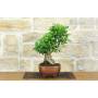 4 - Bonsai di Durantha (13)